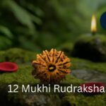 12 Mukhi Nepali Rudraksha