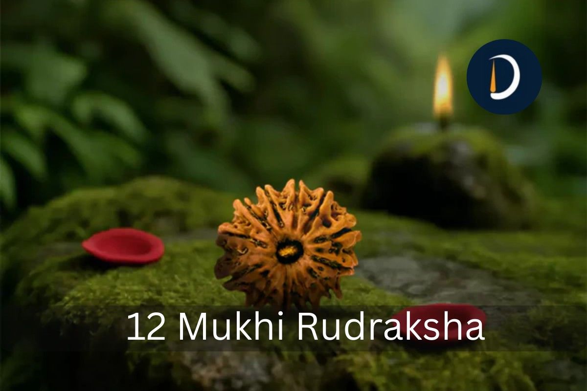 12 Mukhi Nepali Rudraksha