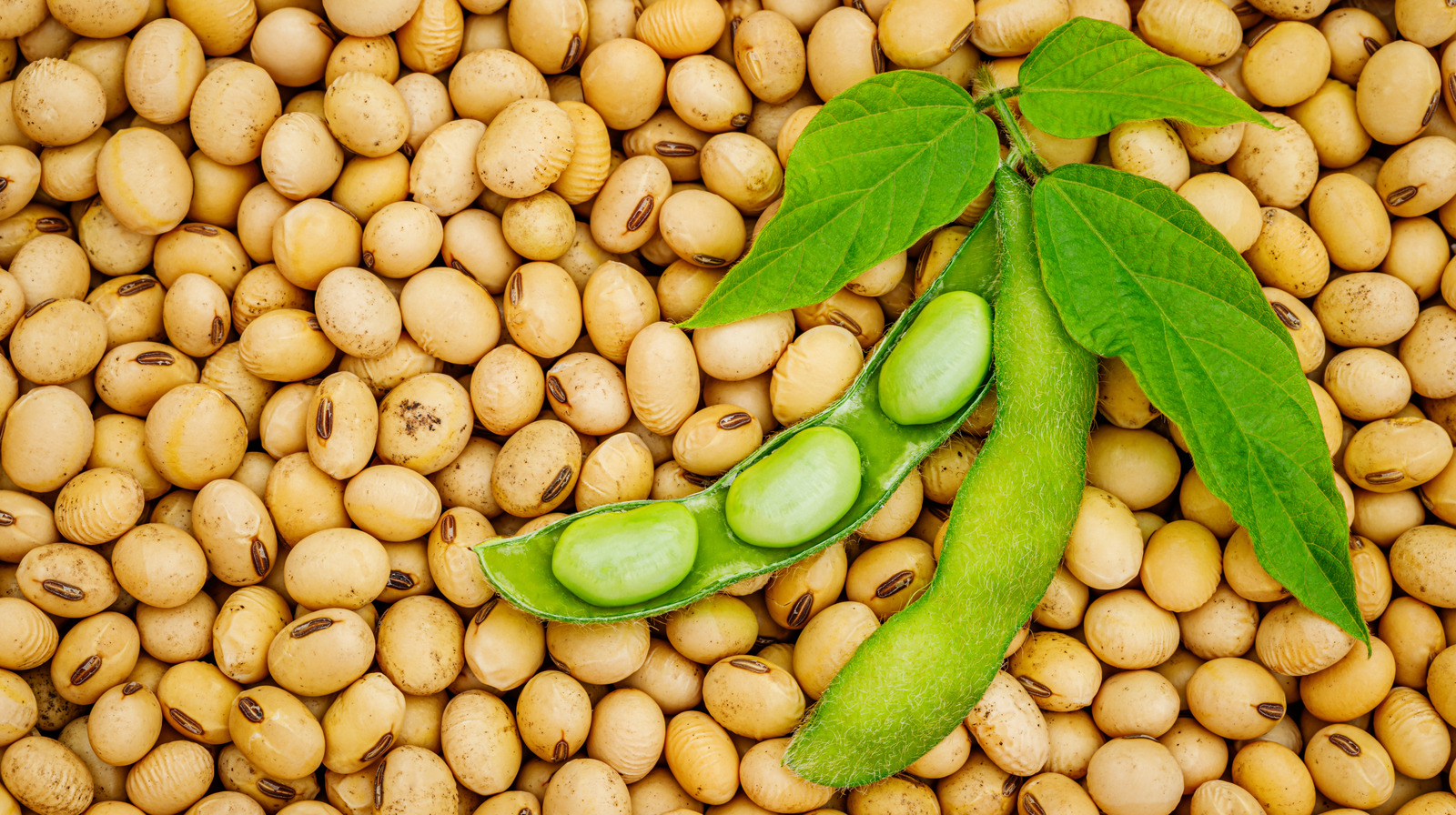How Come Soybeans Must Be Eaten So Often?