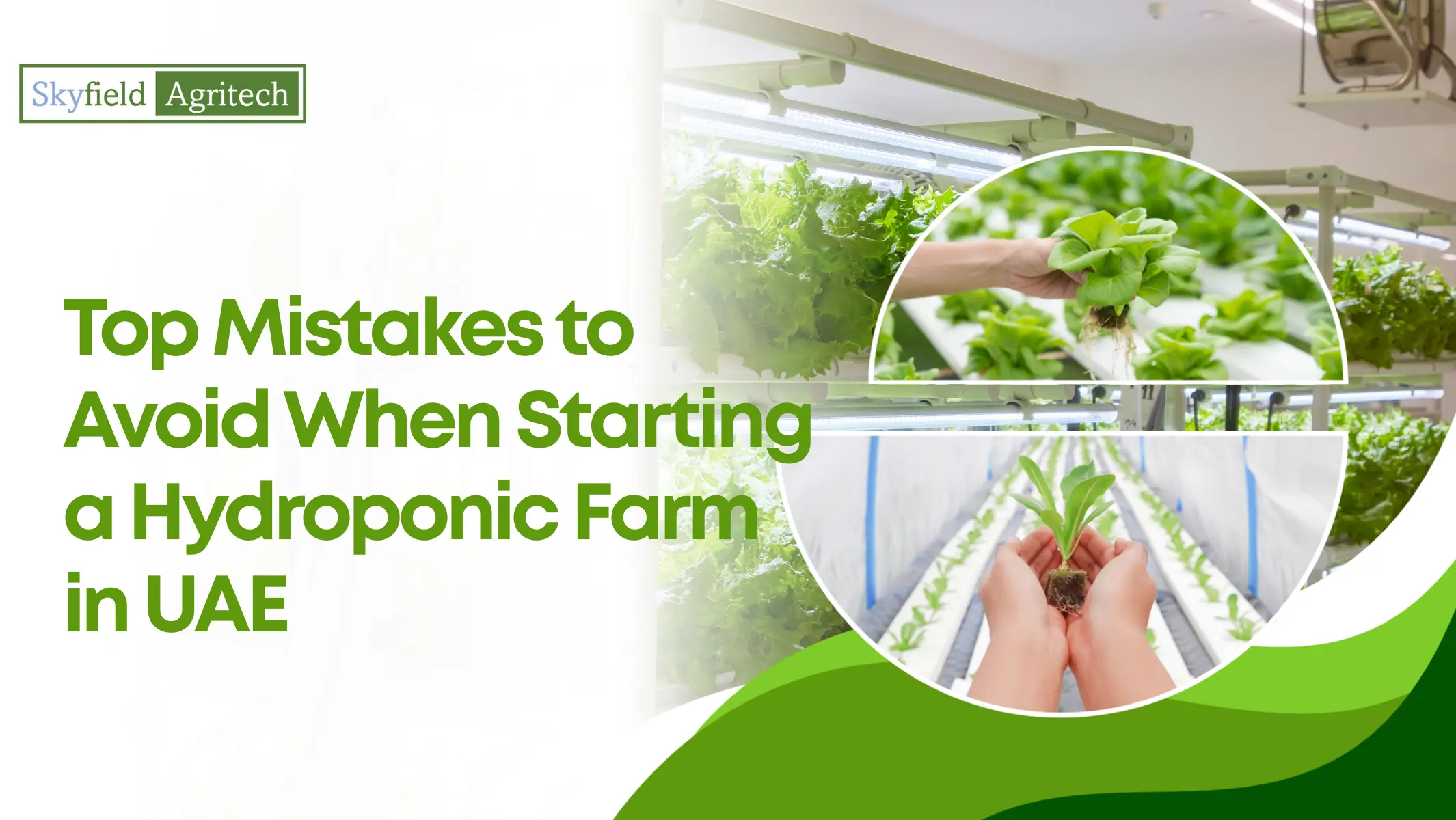 Top Hydroponic Farming Mistakes to Avoid in UAE | Beginner Guide - Skyfield agritech