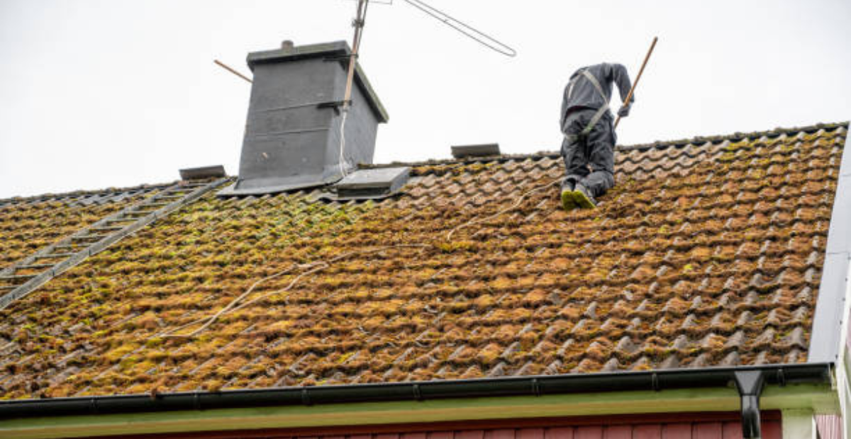 Complete Guide to Understanding and Managing Moss on Roof