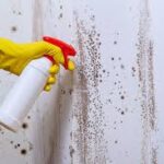 mould removal sydney