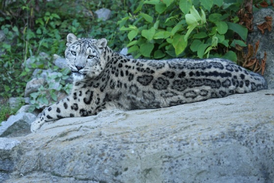 Myths and Facts About Snow Leopard Trekking in Ladakh