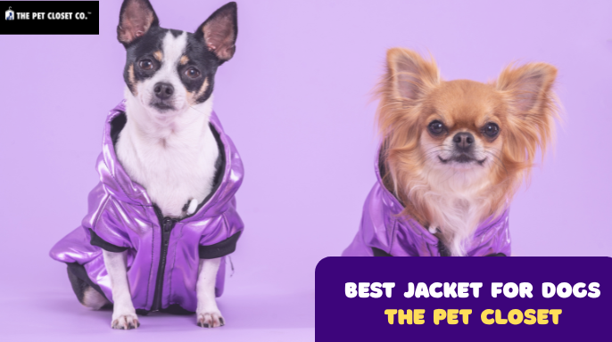 best jacket for dogs