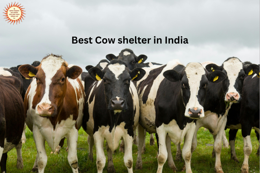 Best Cow shelter in India