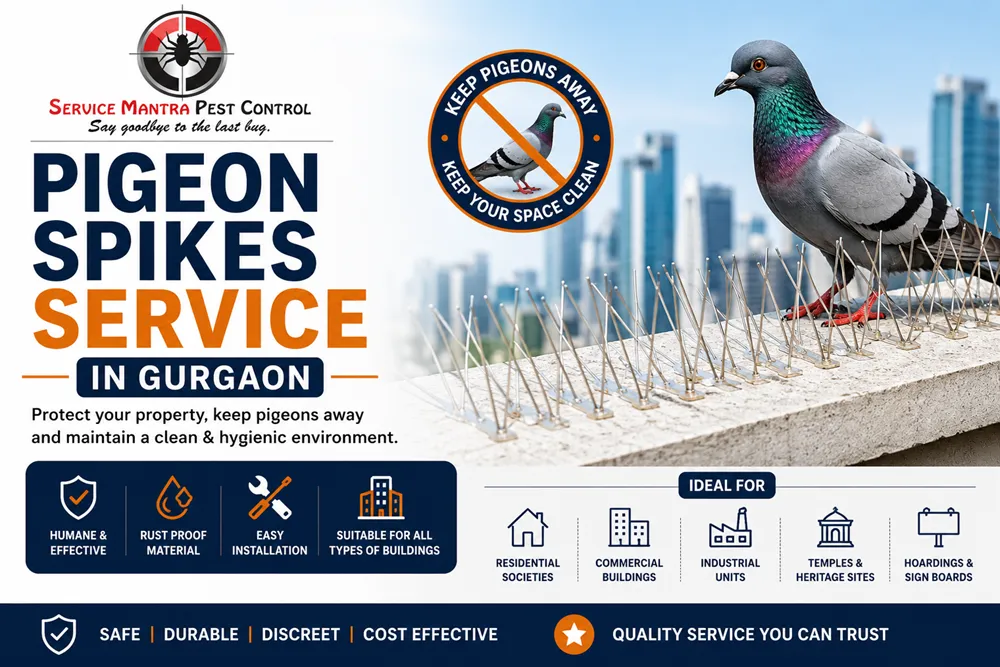 Pigeon Spikes Service in Gurgaon
